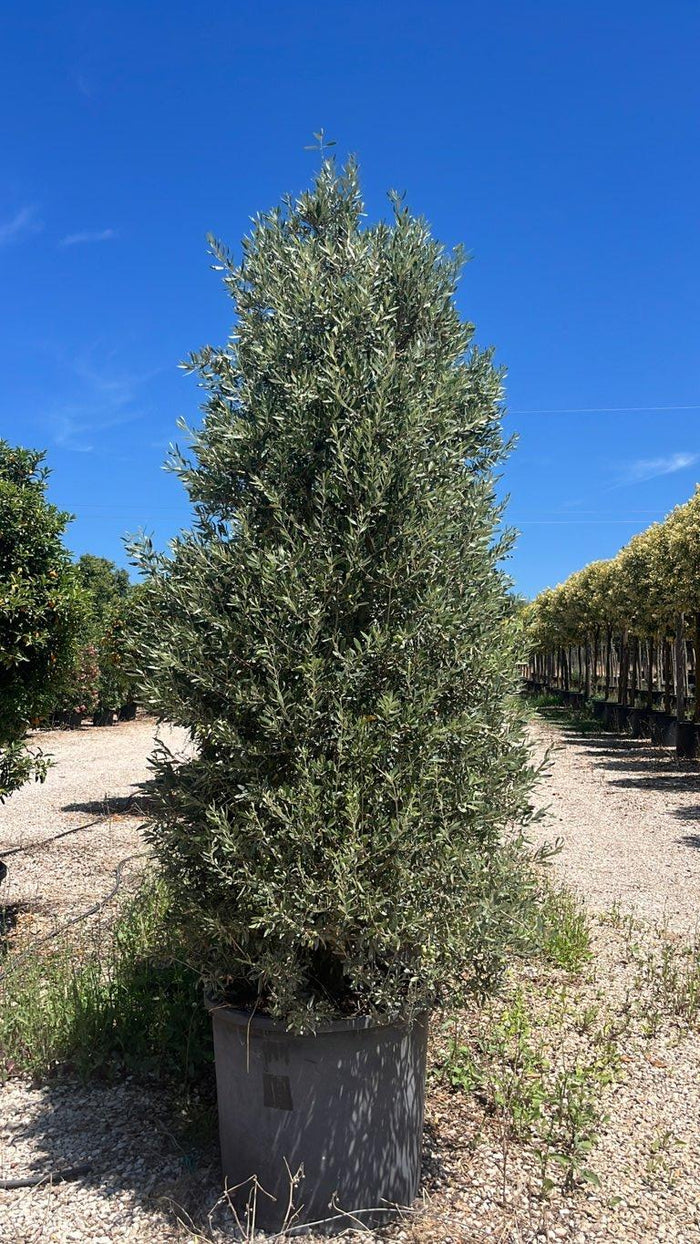 OLEA EUROPEA CIPRESSINO Olivo