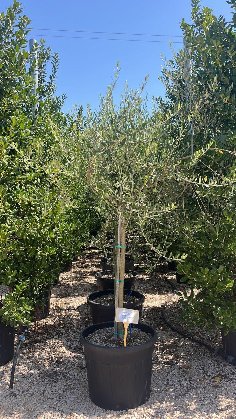 OLEA EUROPEA FRANTOIO Olivo