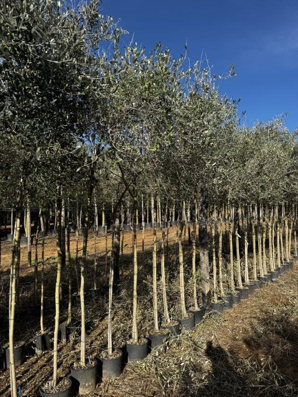 OLEA EUROPEA FRANTOIO Olivo