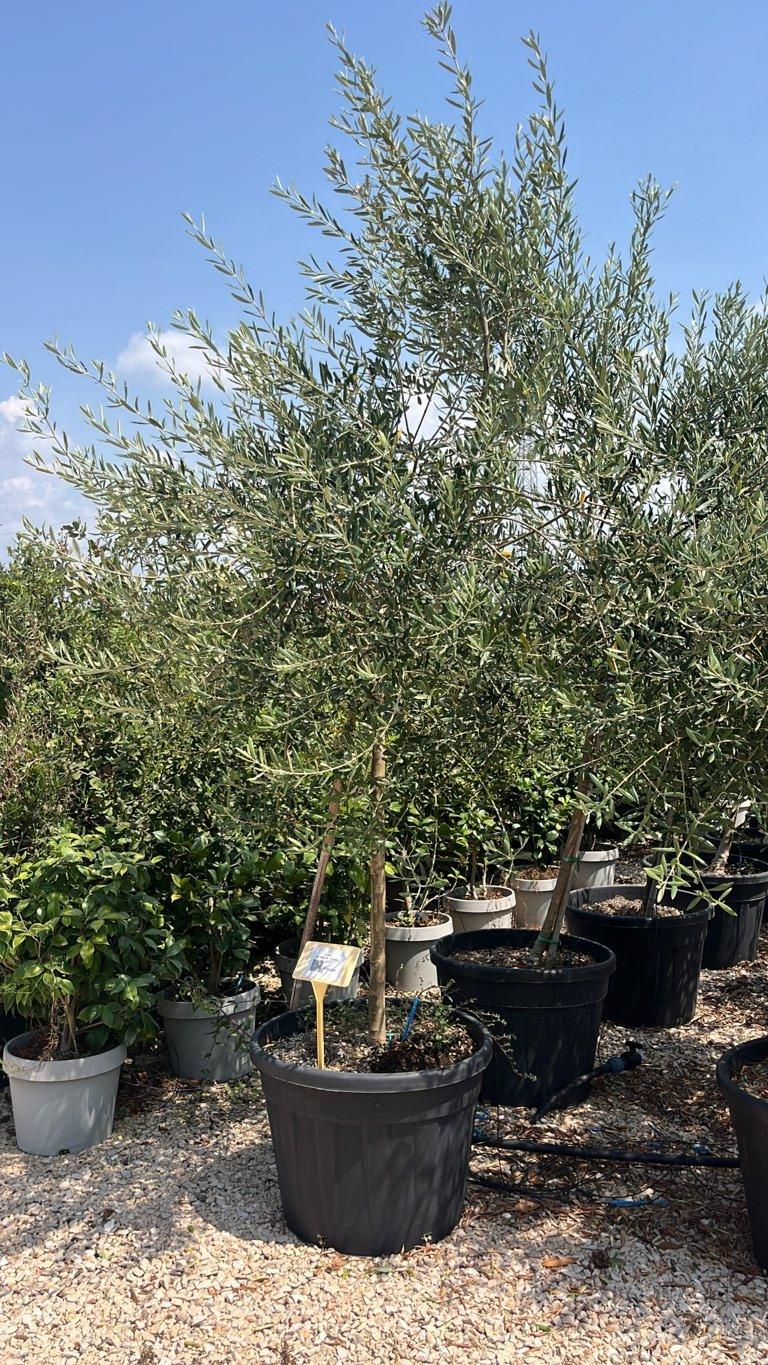 OLEA EUROPEA ITRANA Olivo