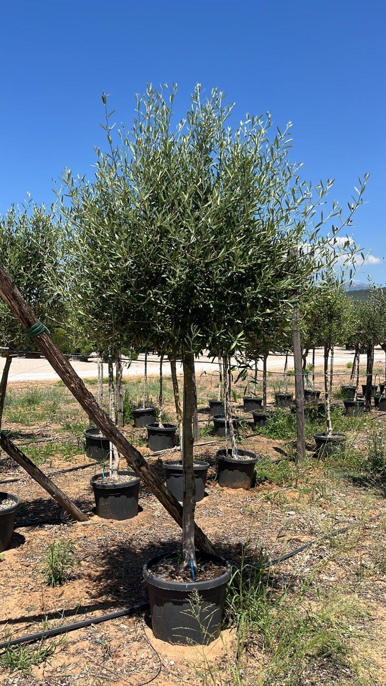 OLEA EUROPEA LECCINO Olivo