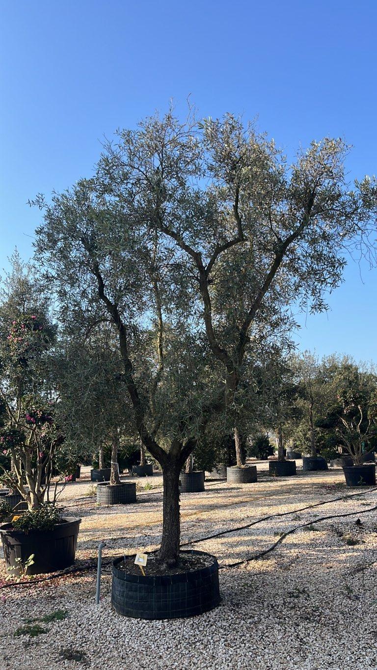 OLEA EUROPEA LECCINO Olivo