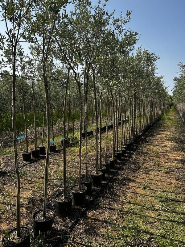OLEA EUROPEA LECCINO Olivo