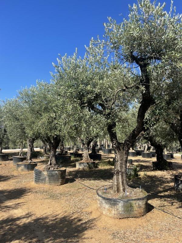 OLEA EUROPEA LECCINO Olivo