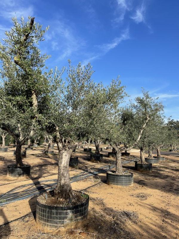 Olea Europaea Leccino (Olivo) — Forma locale, circonferenza 60/80 cm, in rete