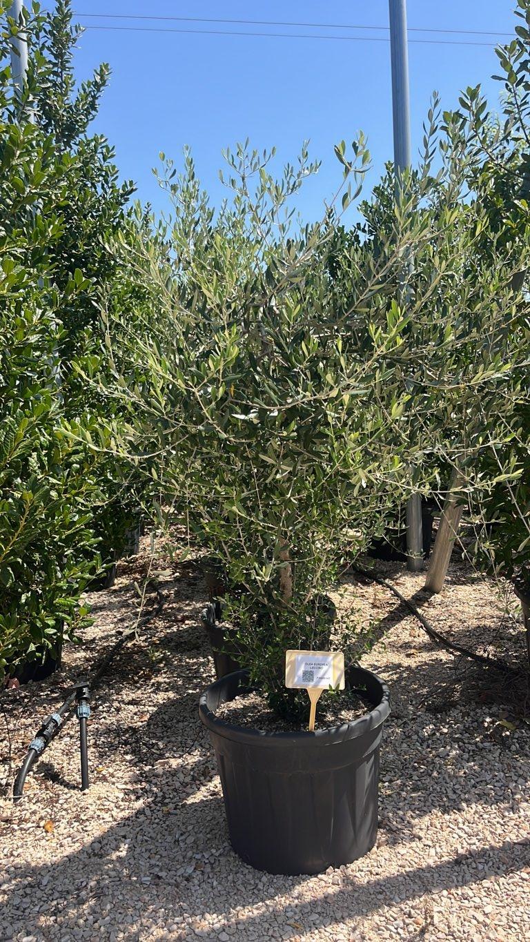 OLEA EUROPEA LECCINO Olivo