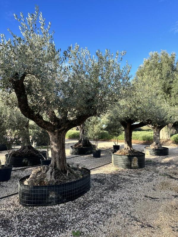 OLEA EUROPEA LECCINO Olivo
