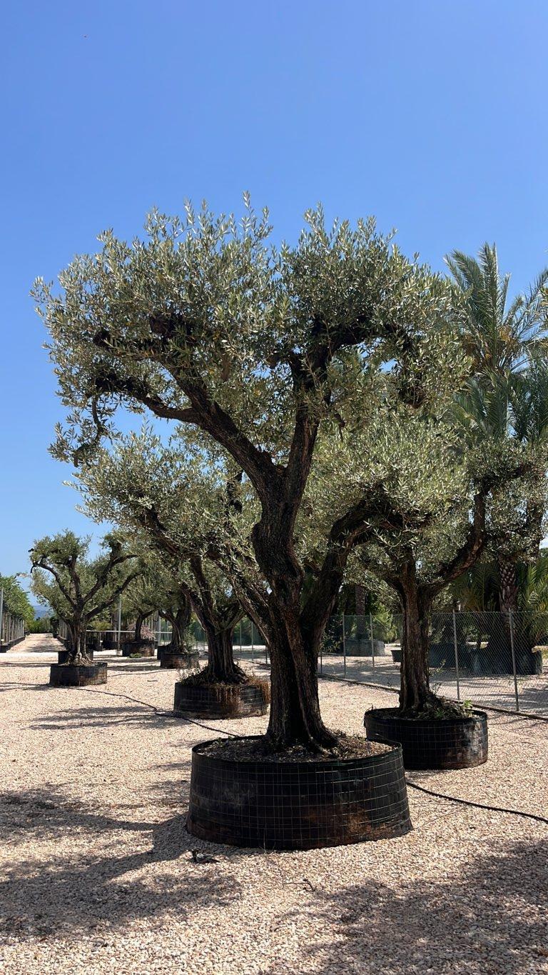 OLEA EUROPEA LECCINO Olivo