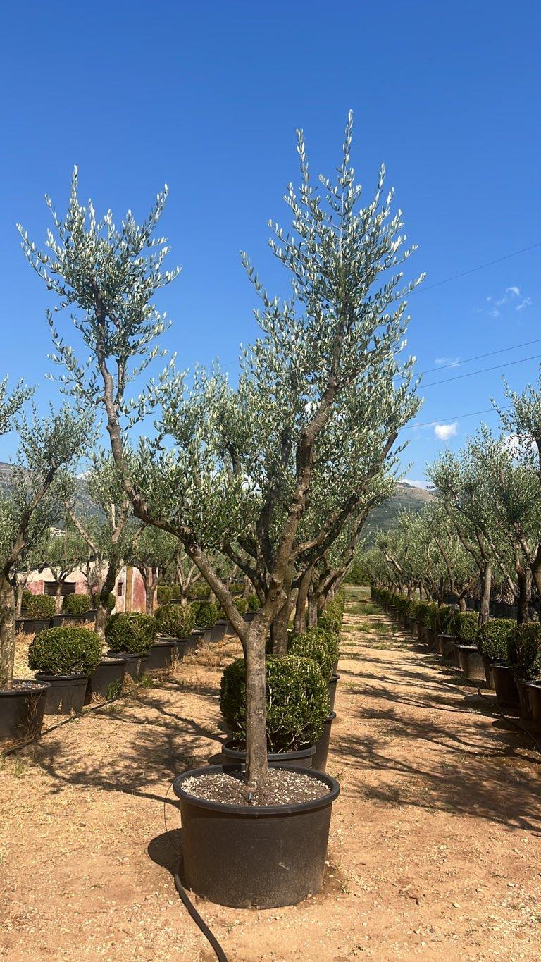 OLEA EUROPEA LECCINO Olivo