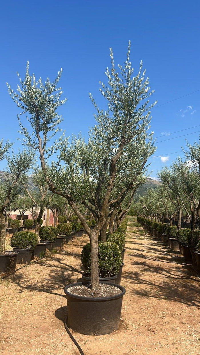 OLEA EUROPEA LECCINO Olivo