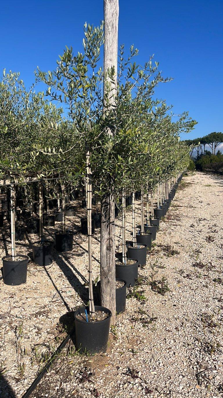 OLEA EUROPEA LECCINO Olivo