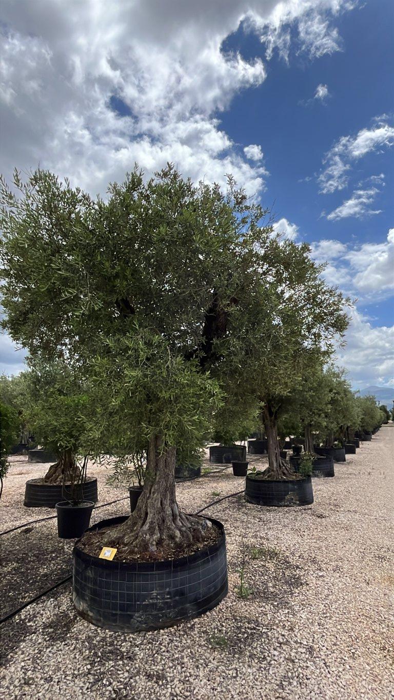 Olea Europaea Leccino (Olivo) — Forma locale, circonferenza 125/150 cm, in rete