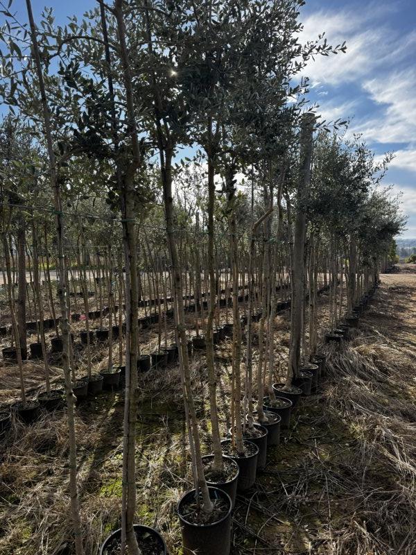 OLEA EUROPEA LECCIO DEL CORNO Olivo