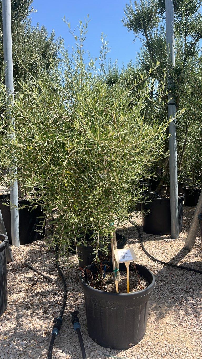 OLEA EUROPEA MAURINO Olivo