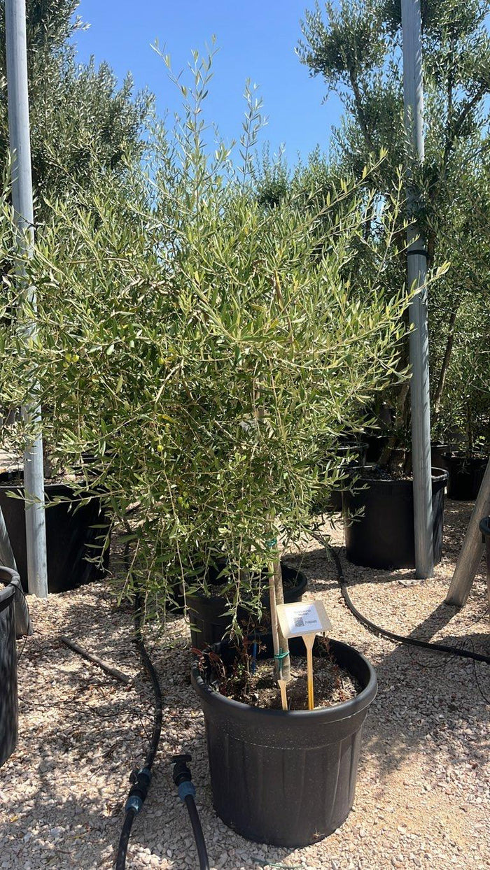 OLEA EUROPEA MAURINO Olivo