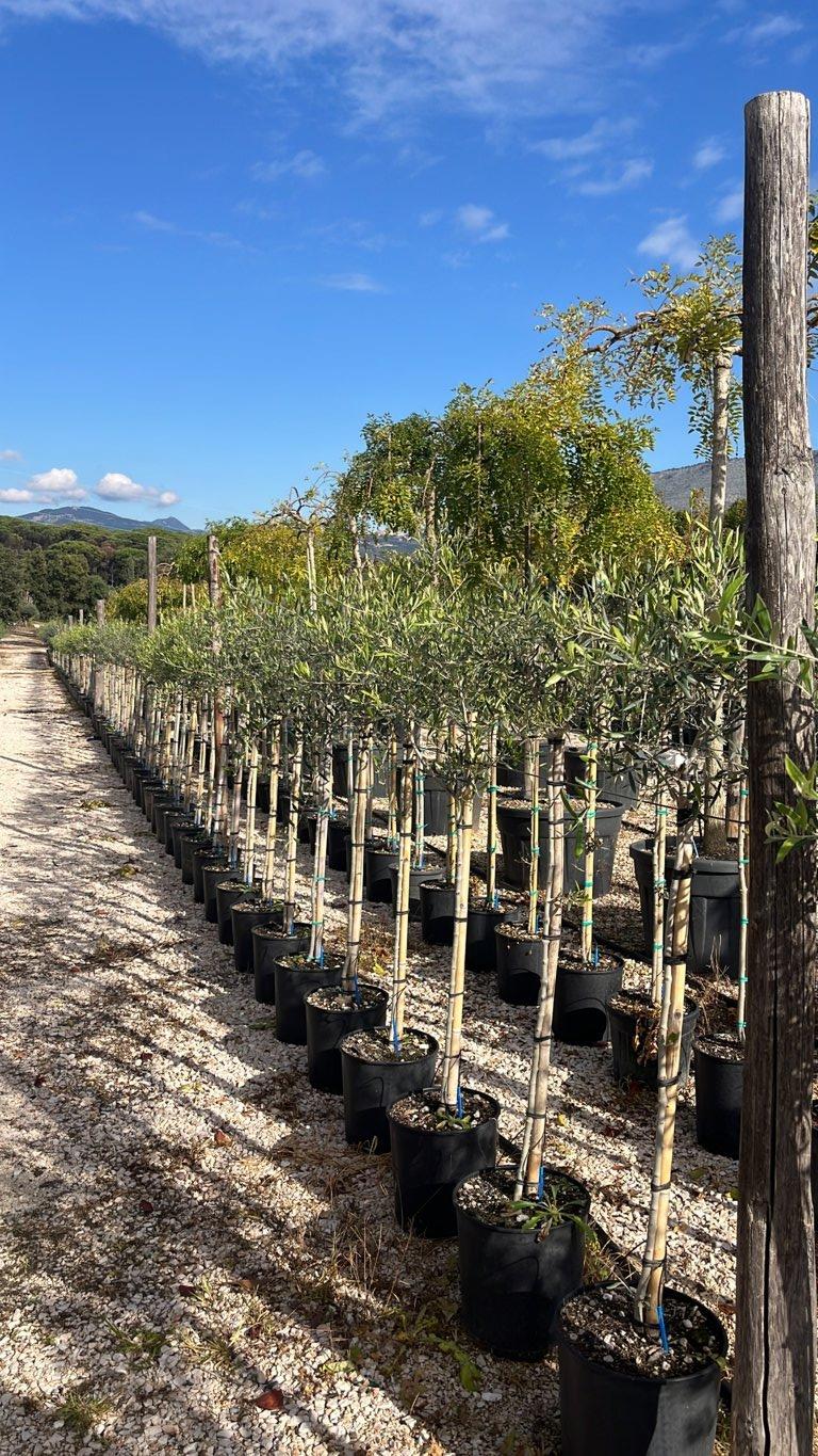 Olea Europaea Maurino (Olivo) — 1/2 fusto, vaso 15 litri