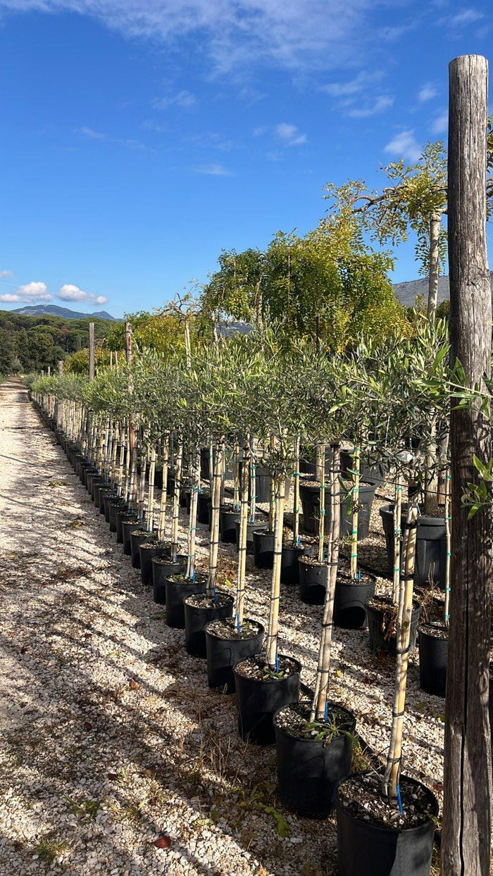 Olea Europaea Maurino (Olivo) — 1/2 fusto, vaso 15 litri