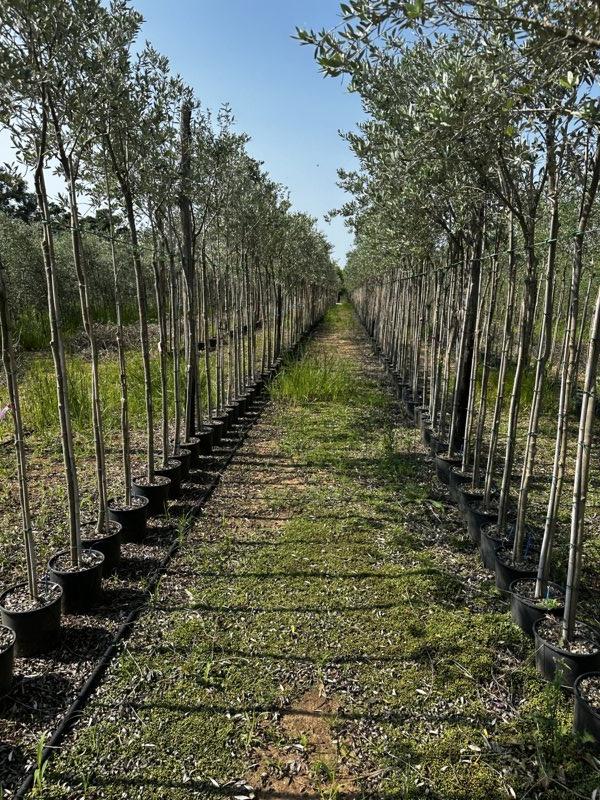 OLEA EUROPEA MORAIOLO Olivo