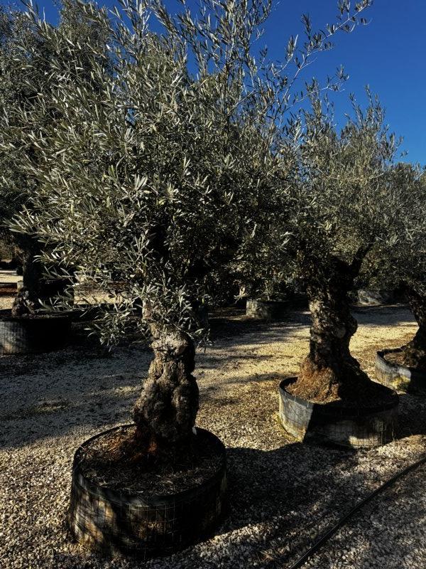 OLEA EUROPEA Olivo