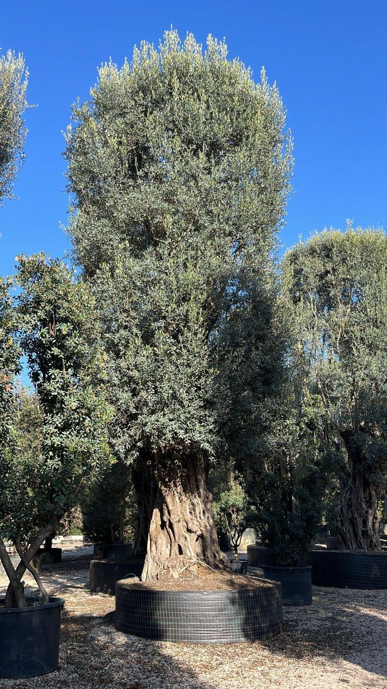 OLEA EUROPEA Olivo