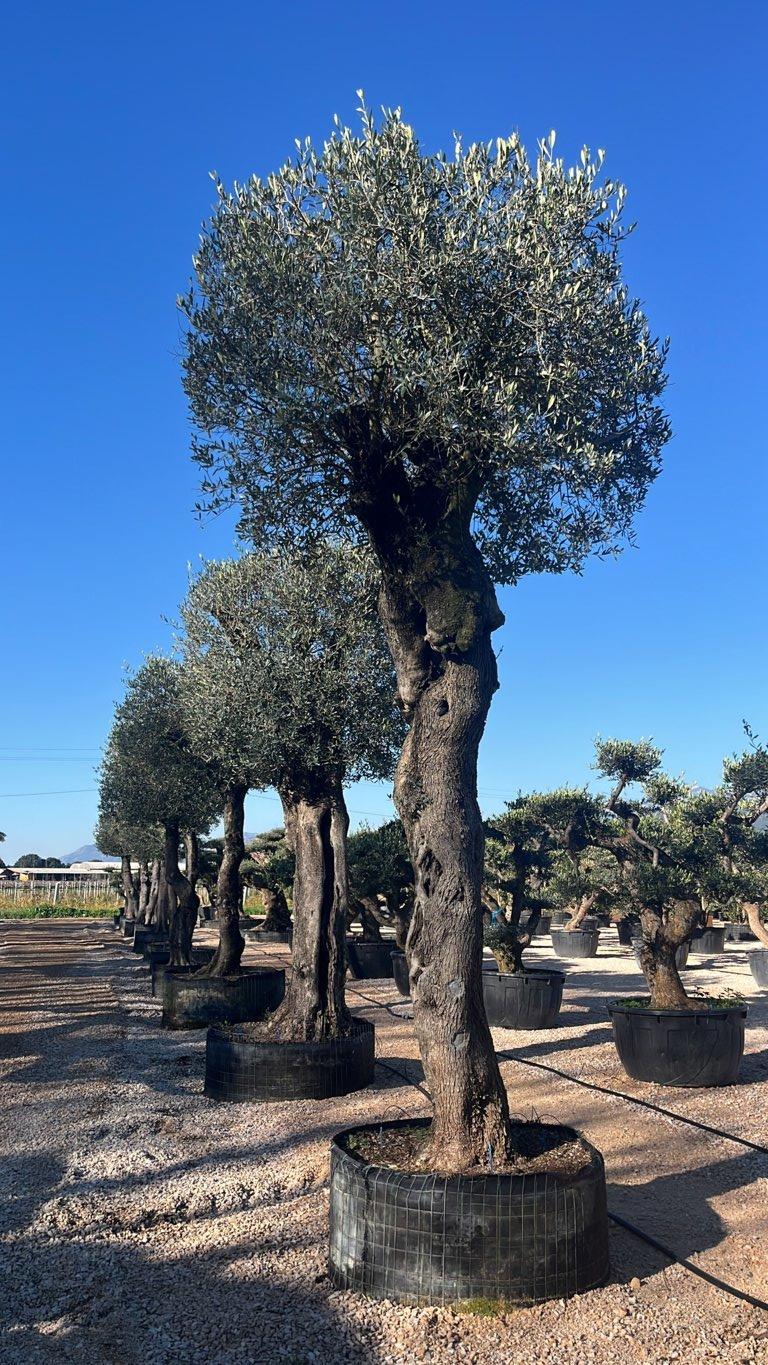 Olea Europaea (Olivo) — Esemplare, circonferenza 100/150 cm, in rete