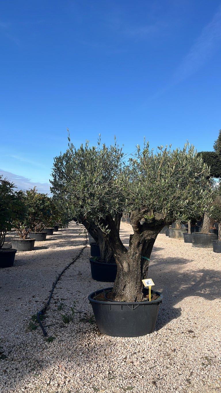 OLEA EUROPEA Olivo