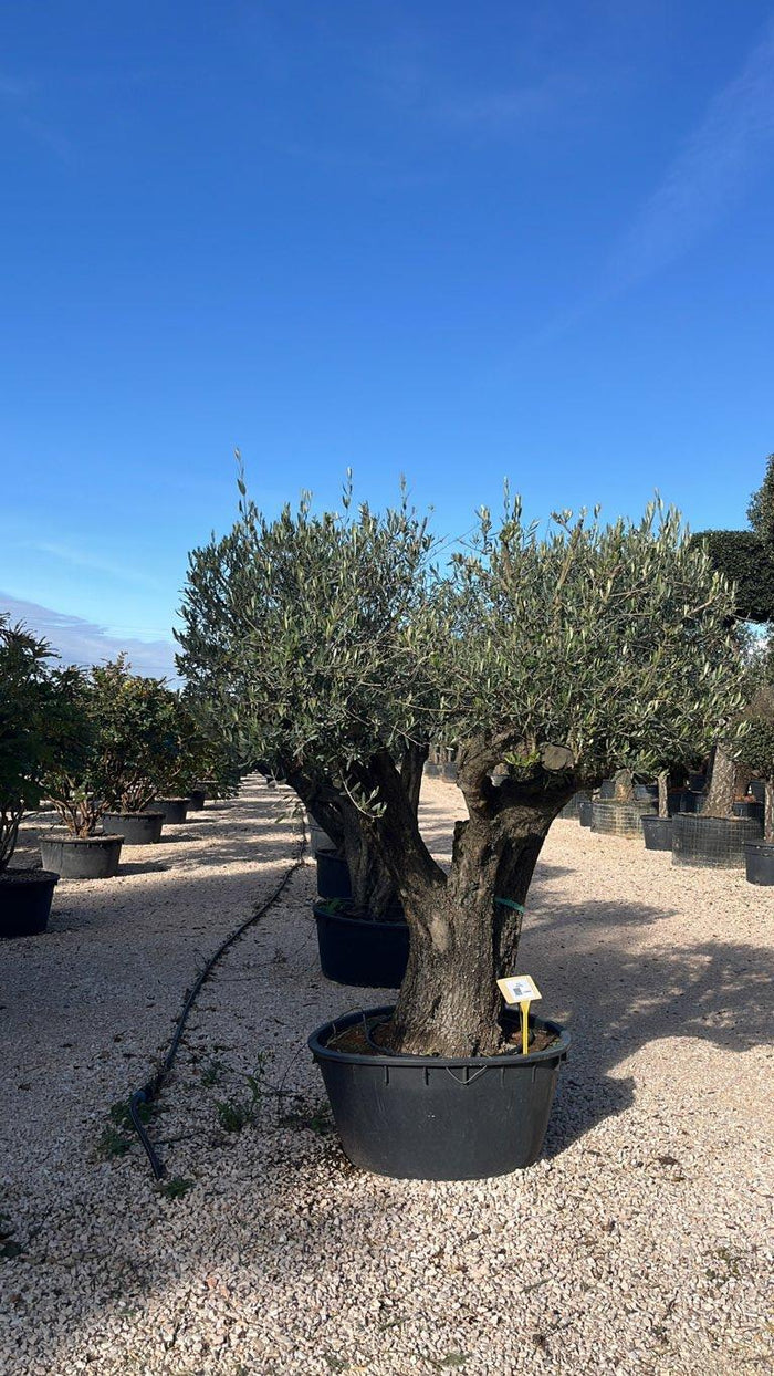 OLEA EUROPEA Olivo