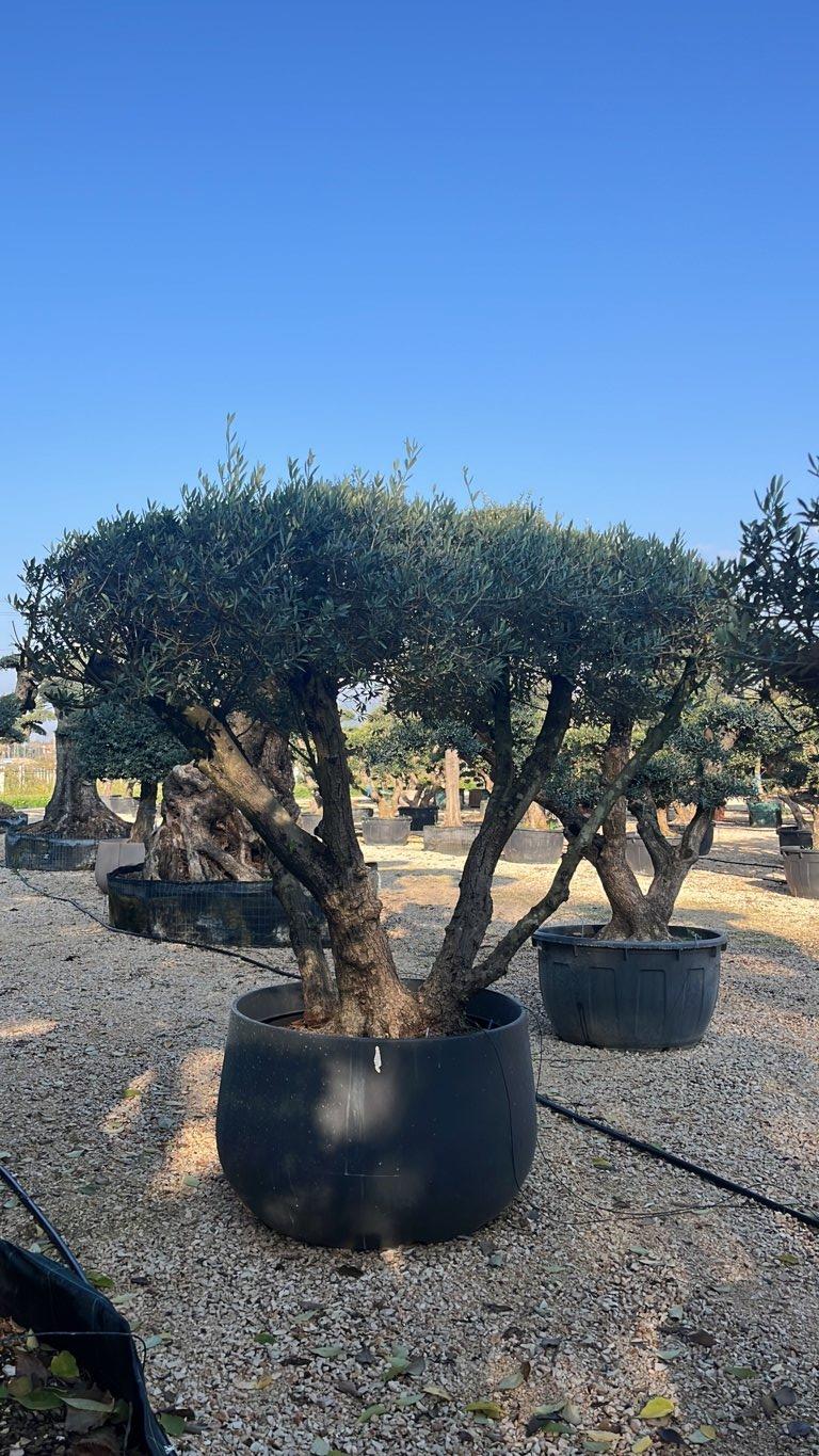 OLEA EUROPEA Olivo