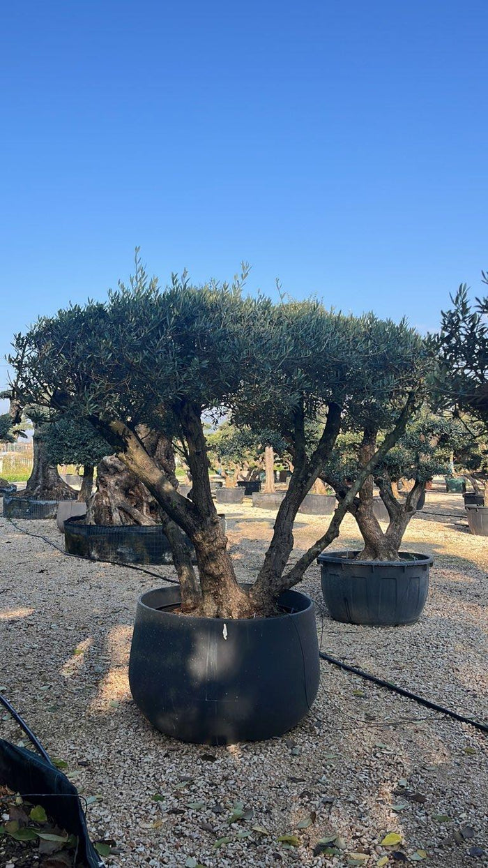 OLEA EUROPEA Olivo