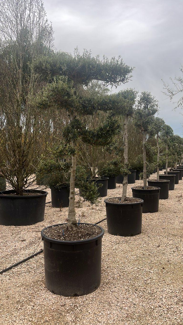 OLEA EUROPEA Olivo