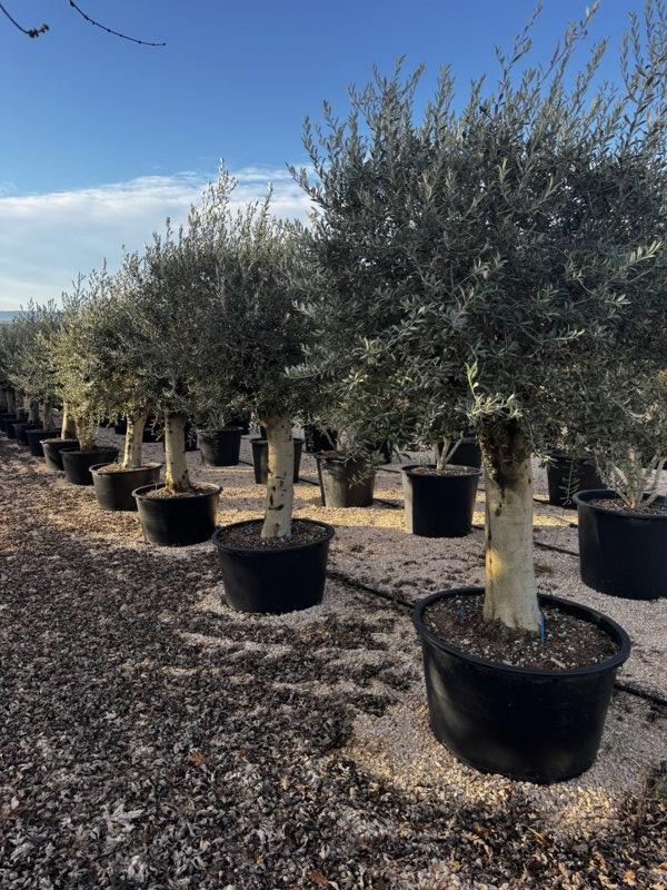 OLEA EUROPEA Olivo