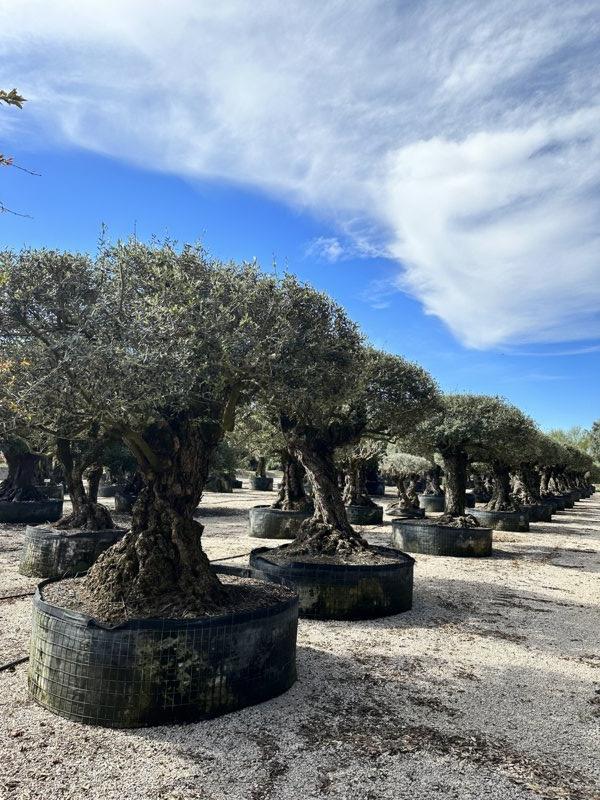 OLEA EUROPEA Olivo