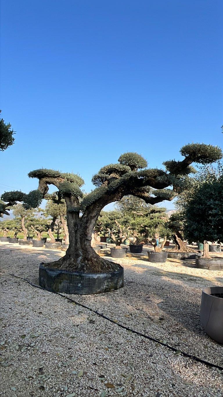 OLEA EUROPEA Olivo