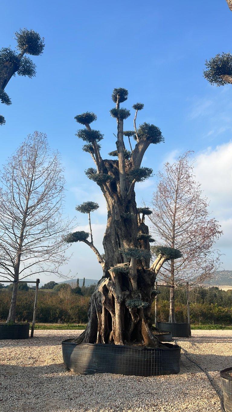 Olea Europaea (Olivo) — Bonsai, altezza 700/800 cm, in rete