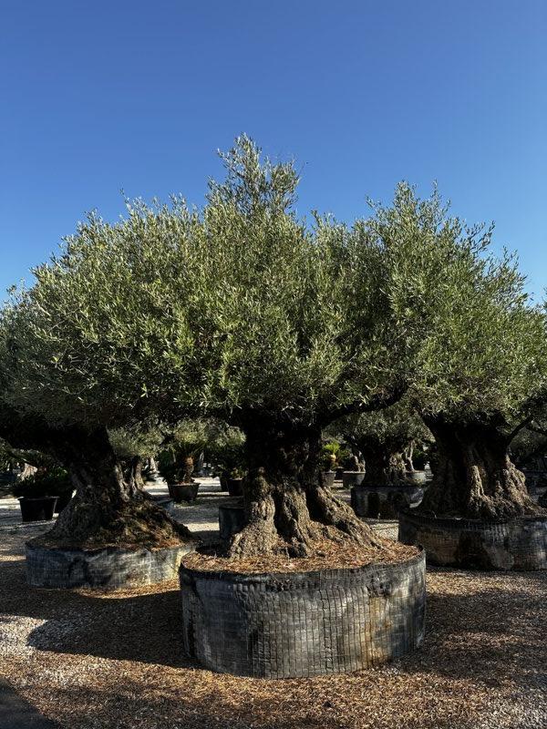 OLEA EUROPEA Olivo