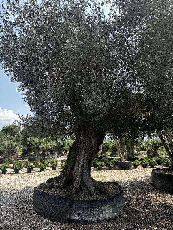 Olea Europaea (Olivo) — Esemplare, altezza 450/500 cm, in rete