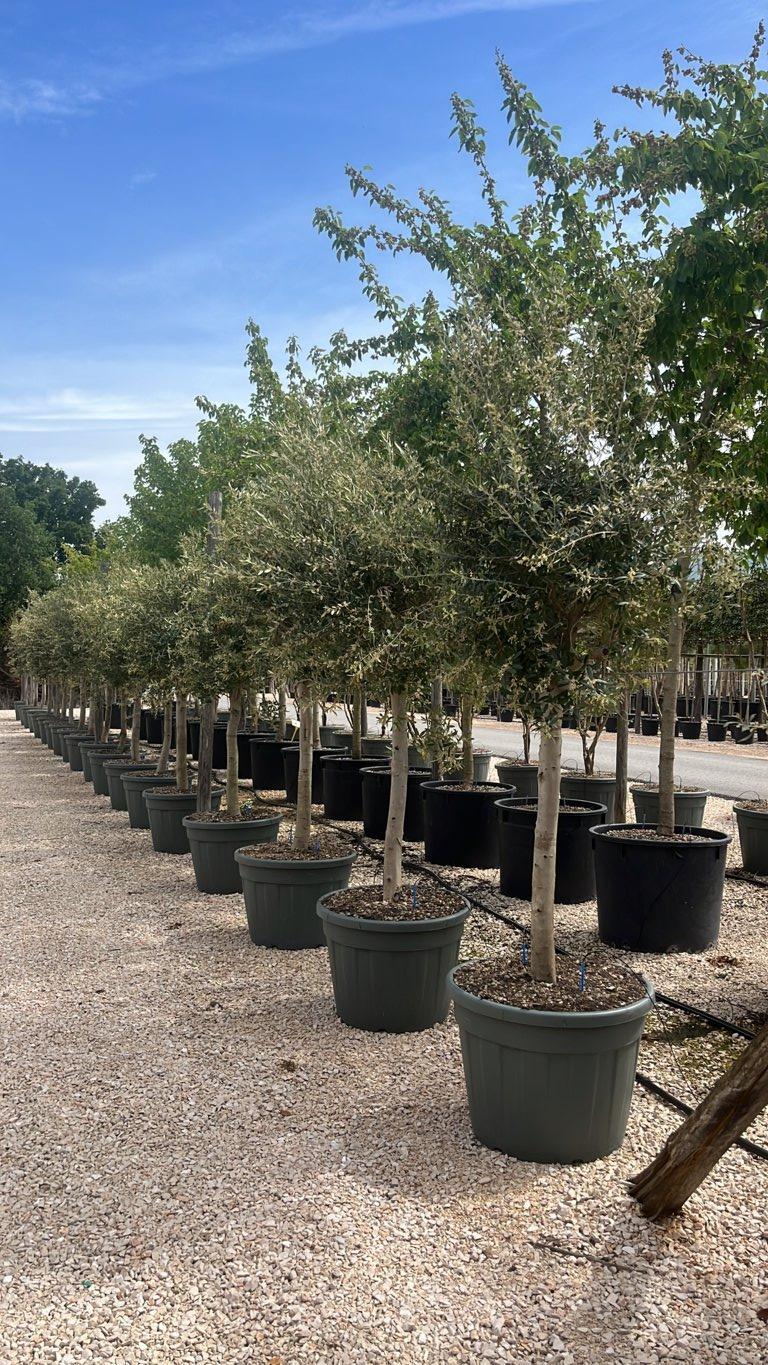 Olea Europaea (Olivo) — 1/2 fusto, circonferenza 20/30 cm, vaso 130 litri