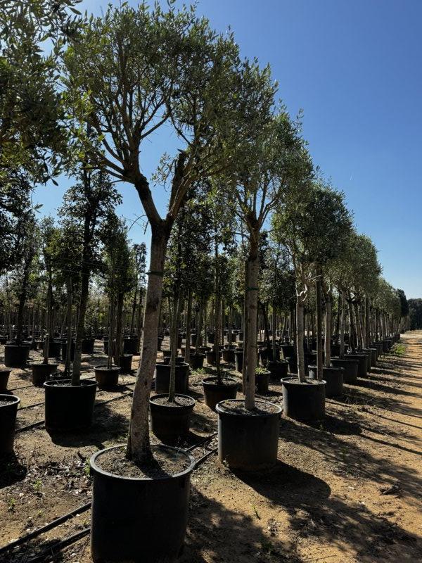 OLEA EUROPEA Olivo