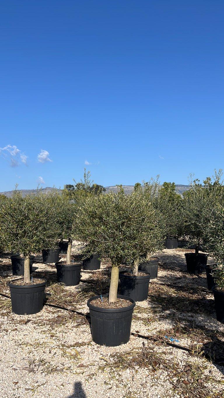 OLEA EUROPEA Olivo