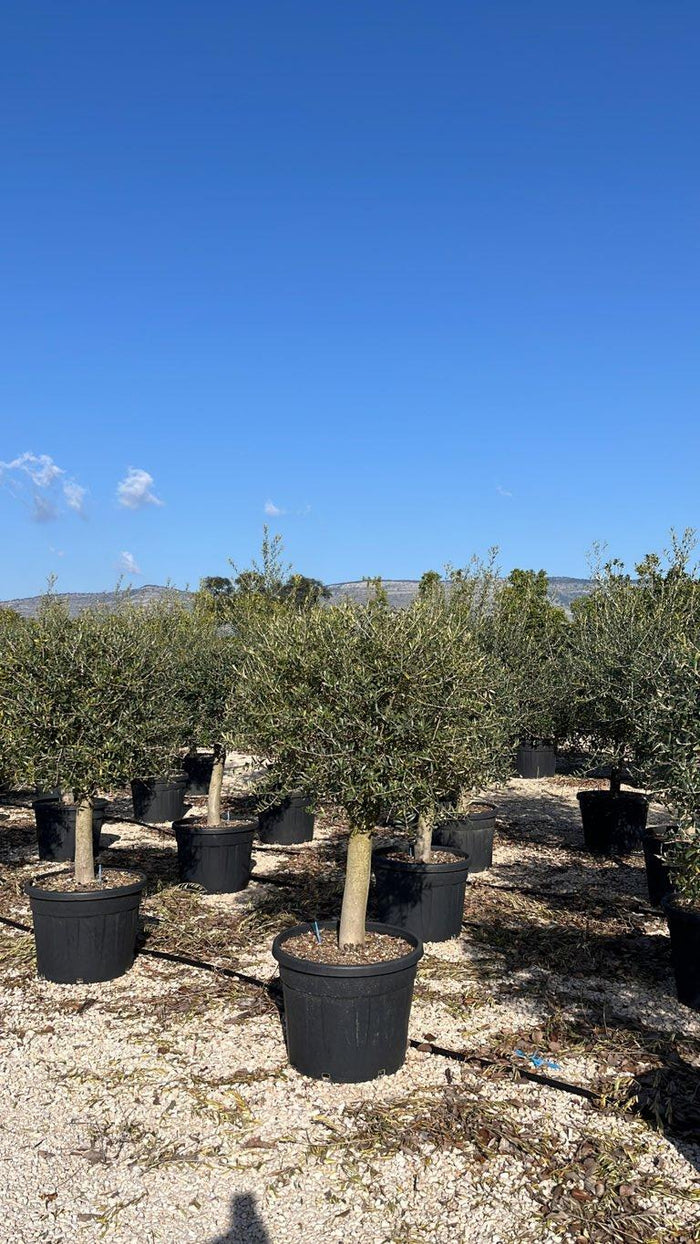 OLEA EUROPEA Olivo