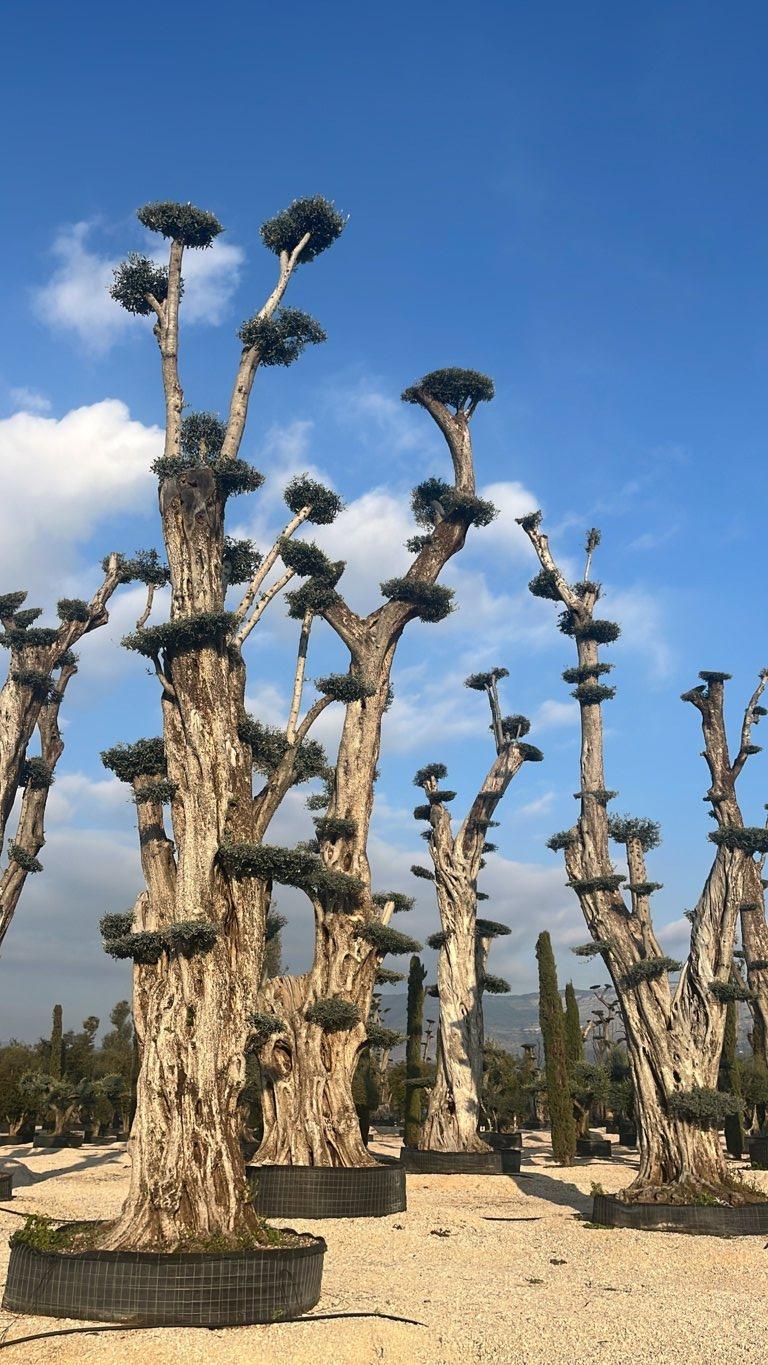 OLEA EUROPEA Olivo