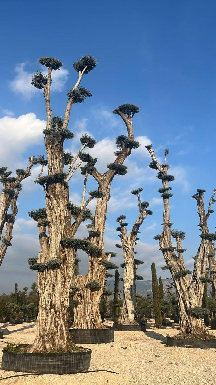 OLEA EUROPEA Olivo