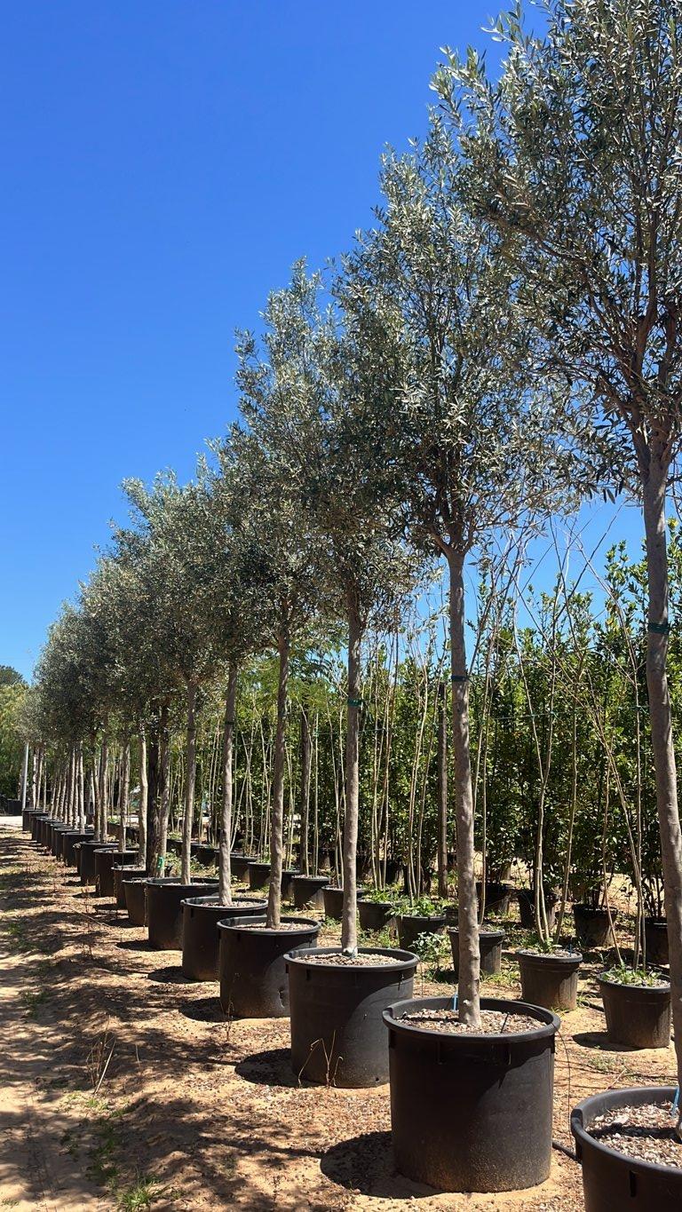 OLEA EUROPEA Olivo