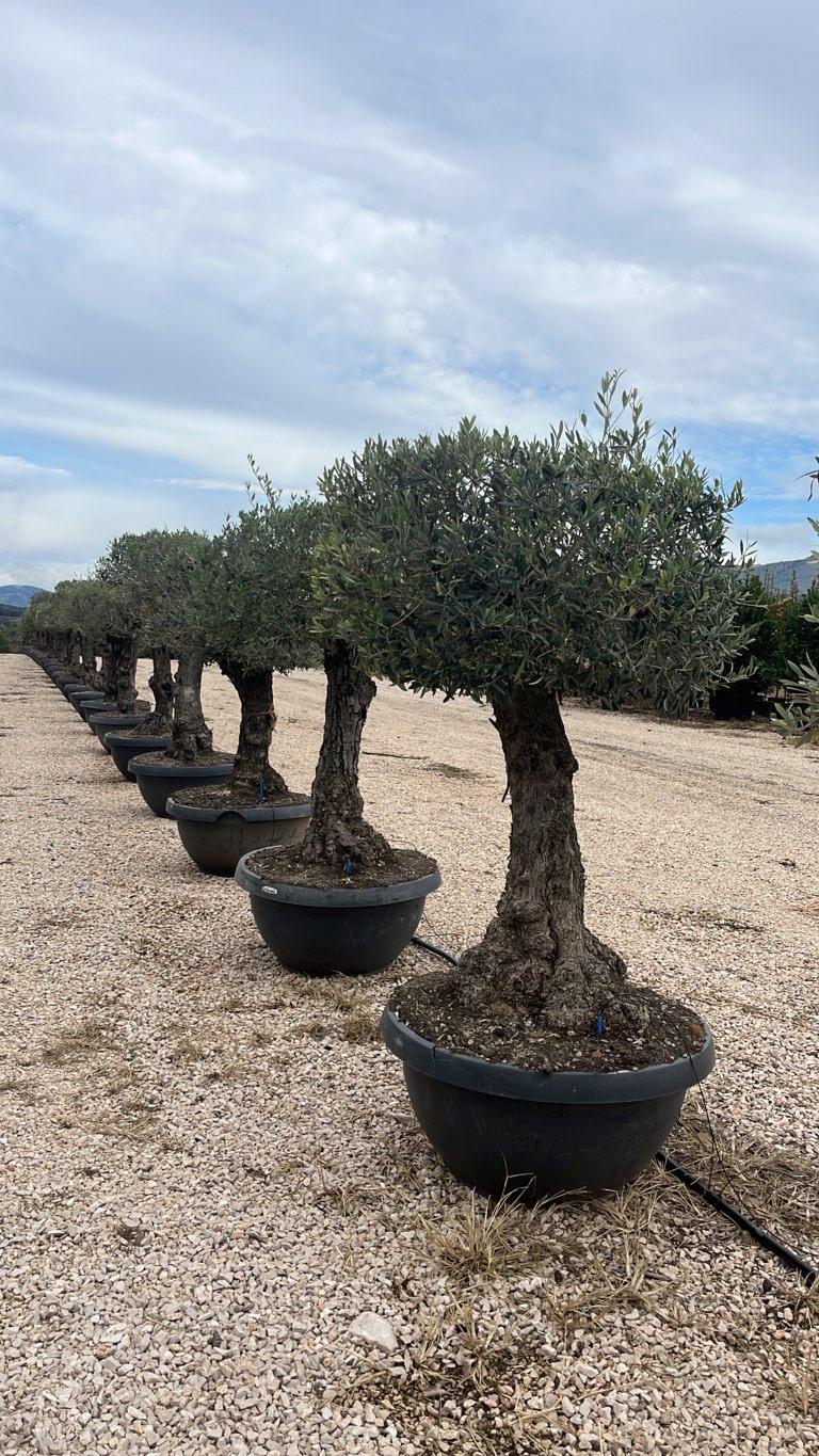 Olea Europaea (Olivo) — Mini fusto, circonferenza 60/70 cm, ciotola 160 litri