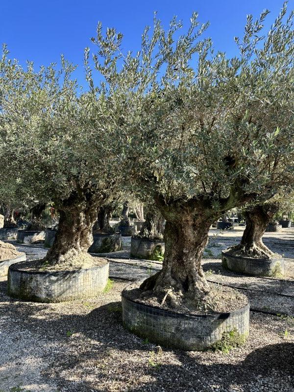 OLEA EUROPEA Olivo