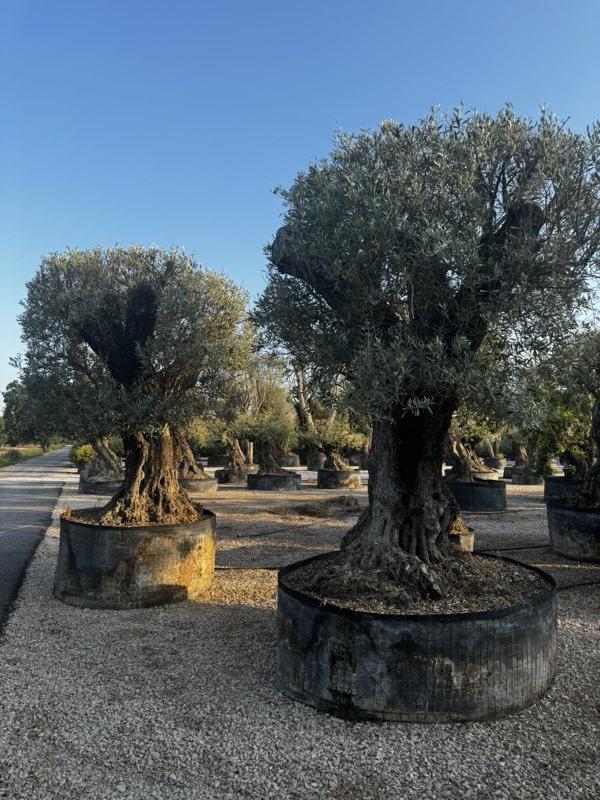 Olea Europaea (Olivo) — 1/2 fusto, circonferenza 250/300 cm, in rete