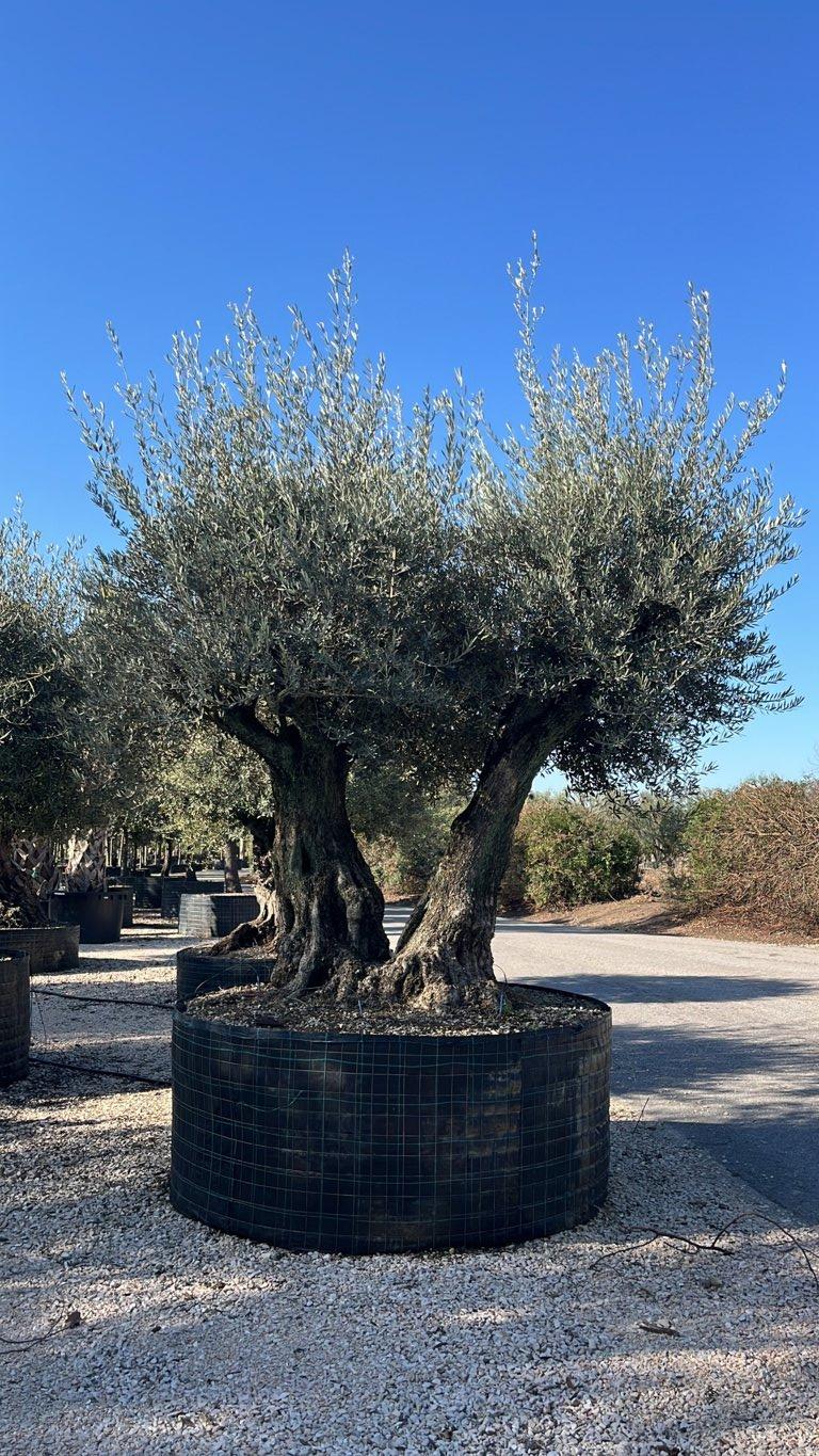 OLEA EUROPEA Olivo