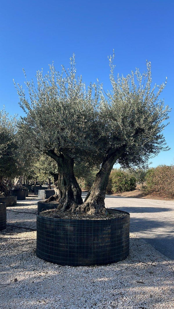 OLEA EUROPEA Olivo