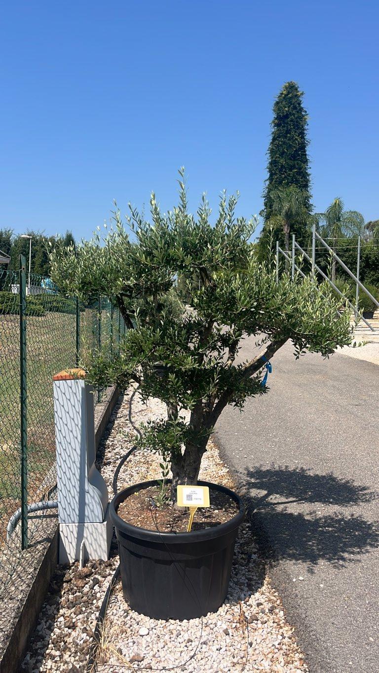 OLEA EUROPEA Olivo