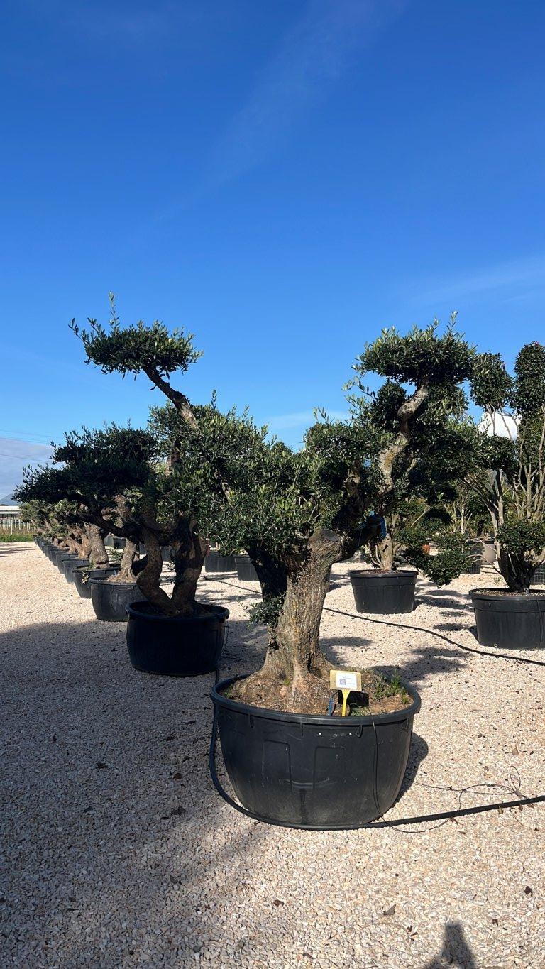 Olea Europaea (Olivo) — Bonsai, altezza 200/225 cm, vaso 500 litri